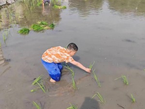 猛虎下山插秧法，快速高效种植新选择