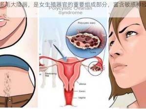 女人丰滿的多毛大陰唇，是女生殖器官的重要组成部分，富含敏感神经，能够带来极致的体验