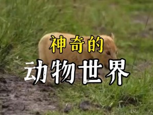 欧美videosdesexn动物专题片：深入了解动物世界的奇妙之处