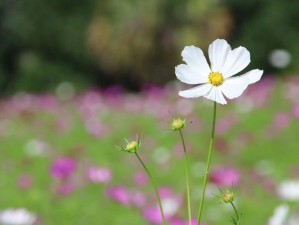 野花视频中文免费观看，热门大片、高清画质、流畅体验，尽在野花视频