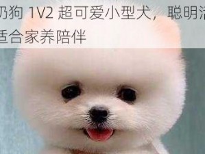 小奶狗 1V2 超可爱小型犬，聪明活泼，适合家养陪伴