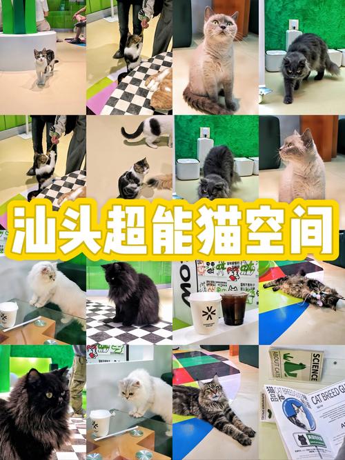 猫岛物语：探索奇幻猫咪世界的冒险之旅