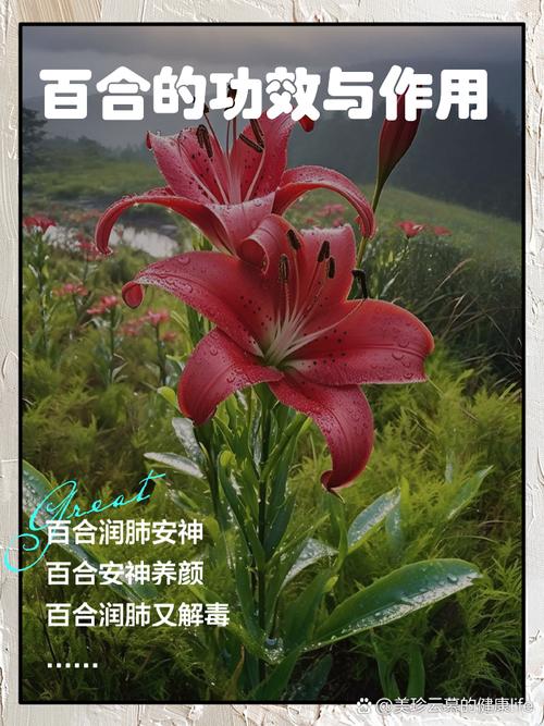 缺氧芳香百合的神奇功效与用途探索