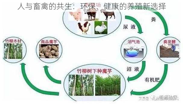 人与畜禽的共生：环保、健康的养殖新选择