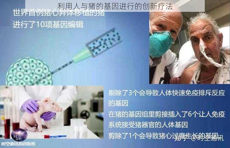 利用人与猪的基因进行的创新疗法