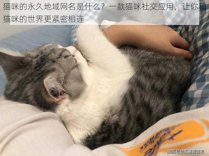 猫咪的永久地域网名是什么？一款猫咪社交应用，让你和猫咪的世界更紧密相连