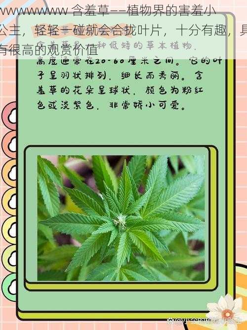 wwwwwww 含羞草——植物界的害羞小公主，轻轻一碰就会合拢叶片，十分有趣，具有很高的观赏价值