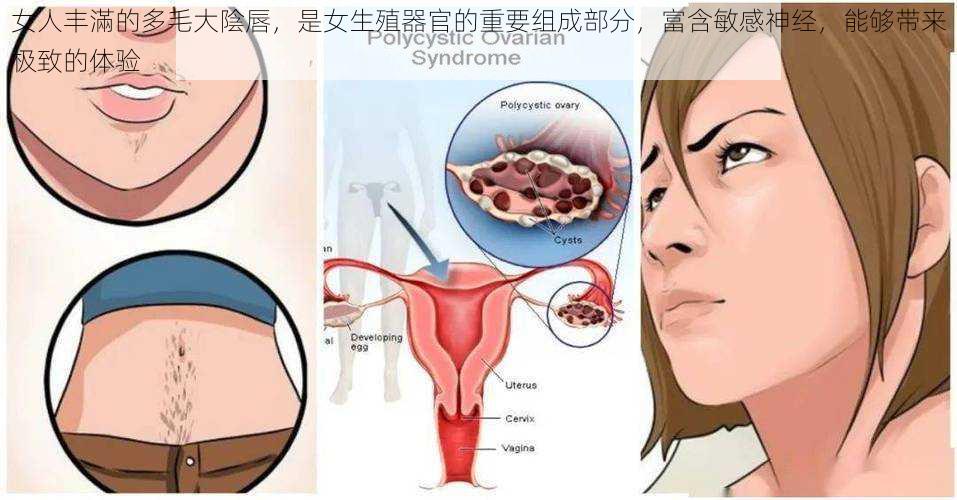 女人丰滿的多毛大陰唇，是女生殖器官的重要组成部分，富含敏感神经，能够带来极致的体验