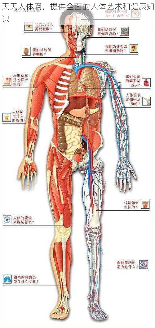 天天人体网，提供全面的人体艺术和健康知识